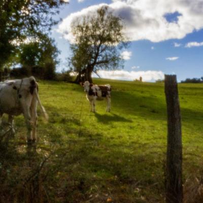 Vaches 2